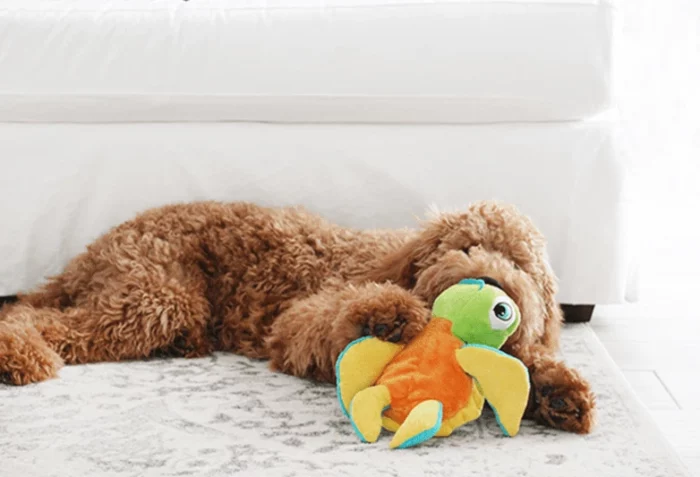 Petshoppe-Feature-min